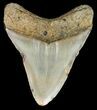 Bargain, Megalodon Tooth - North Carolina #49508-2